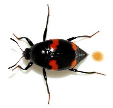 Attēlu rezultāti vaicājumam “Scaphidium quadrimaculatum”