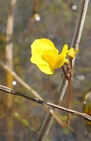 Attēlu rezultāti vaicājumam “Utricularia intermedia bud”