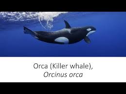 Image result for Orcinus orca