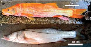 Image result for Centropomus parallelus