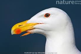 Attēlu rezultāti vaicājumam “Larus marinus”