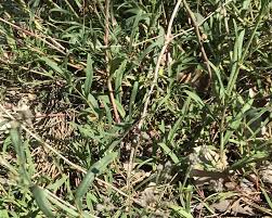 Attēlu rezultāti vaicājumam “Gypsophila fastigiata bud”