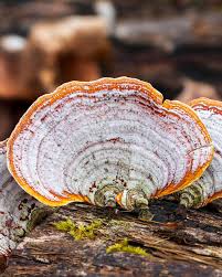 Attēlu rezultāti vaicājumam “Stereum fasciatum”