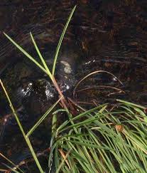 Attēlu rezultāti vaicājumam “Glyceria fluitans”