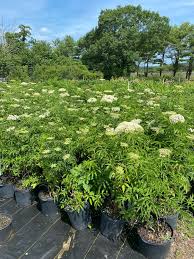 Attēlu rezultāti vaicājumam “Sambucus”