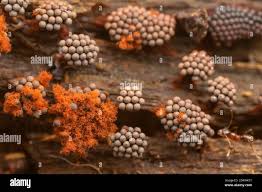 Attēlu rezultāti vaicājumam “Lignydium muscorum plasmodium”