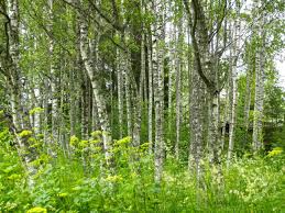 Attēlu rezultāti vaicājumam “Betula pendula var. carelica”
