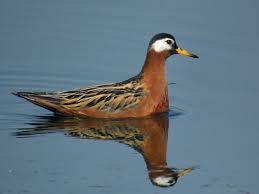 Attēlu rezultāti vaicājumam “Phalaropus fulicarius adult”