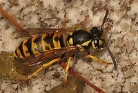 Attēlu rezultāti vaicājumam “Vespula germanica male”