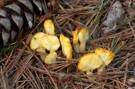 Attēlu rezultāti vaicājumam “Spathularia flavida”