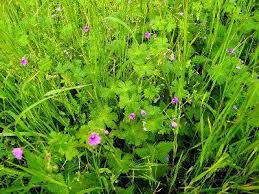 Attēlu rezultāti vaicājumam “Geranium pyrenaicum”