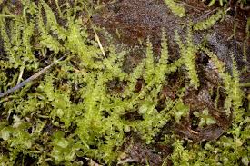 Attēlu rezultāti vaicājumam “Bryales”