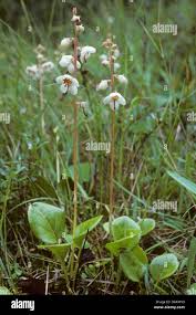 Attēlu rezultāti vaicājumam “Pyrola rotundifolia”