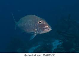 Image result for Calamus bajonado