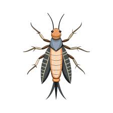 Attēlu rezultāti vaicājumam “Notonecta glauca”