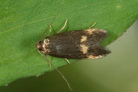 Attēlu rezultāti vaicājumam “Borkhausenia minutella”