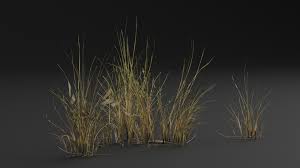 Attēlu rezultāti vaicājumam “Juncus bufonius”