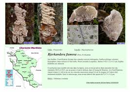 Attēlu rezultāti vaicājumam “Bjerkandera fumosa”