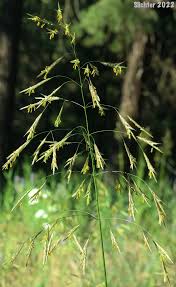 Attēlu rezultāti vaicājumam “Bromopsis inermis fruit”