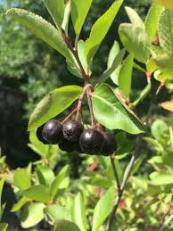 Attēlu rezultāti vaicājumam “Aronia melanocarpa”
