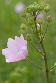 Attēlu rezultāti vaicājumam “Malva moschata bud”