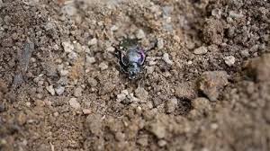 Attēlu rezultāti vaicājumam “Carabus hortensis”