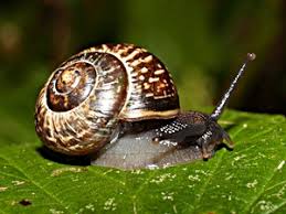 Attēlu rezultāti vaicājumam “Helicidae”