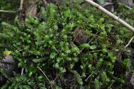 Attēlu rezultāti vaicājumam “Plagiochila asplenioides”