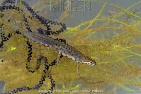 Attēlu rezultāti vaicājumam “Triturus vulgaris male”