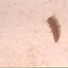 Attēlu rezultāti vaicājumam “Leiodidae larva”