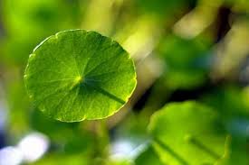 「香菇草」的圖片搜尋結果