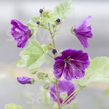 Image result for Malva sylvestris var. mauritiana