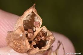 Attēlu rezultāti vaicājumam “Colchicum szovitsii subsp. szovitsii”