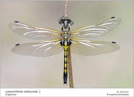 Attēlu rezultāti vaicājumam “Leucorrhinia rubicunda”