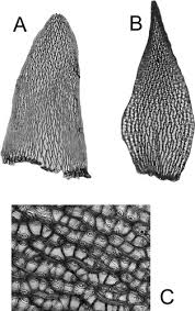 Attēlu rezultāti vaicājumam “Sphagnum warnstorfii”