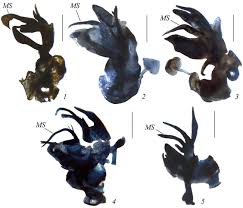 Attēlu rezultāti vaicājumam “Polymerus palustris”