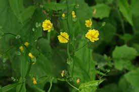 Attēlu rezultāti vaicājumam “Lapsana communis flower”
