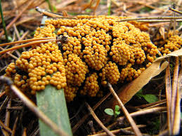 Attēlu rezultāti vaicājumam “Leocarpus fragilis”