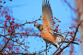 Attēlu rezultāti vaicājumam “Acer saccharinum fruit”