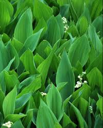 Attēlu rezultāti vaicājumam “Convallaria majalis leaf”