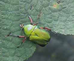 Attēlu rezultāti vaicājumam “Triplax aenea”