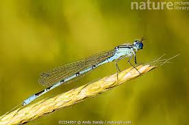 Attēlu rezultāti vaicājumam “Enallagma cyathigerum”