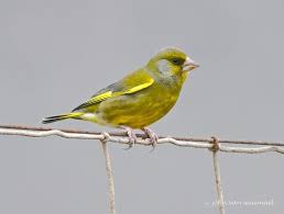 Attēlu rezultāti vaicājumam “Chloris chloris”