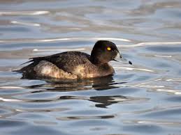 Image result for Aythya fuligula