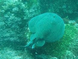 Image result for Tetronarce nobiliana