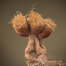 Attēlu rezultāti vaicājumam “Trichia ambigua spores”