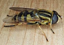 Attēlu rezultāti vaicājumam “Helophilus sp.”