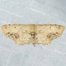 Attēlu rezultāti vaicājumam “Idaea dimidiata”