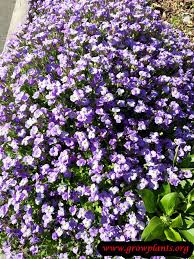 Attēlu rezultāti vaicājumam “Aubrieta deltoidea flower”