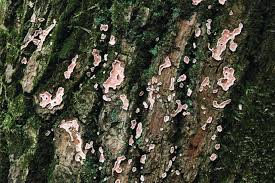 Attēlu rezultāti vaicājumam “Anomoporia bombycina”